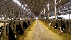 Маркировка и учёт сельскохозяйственных животных продолжается в Тверской области