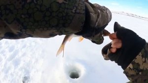 В ПОИСКАХ КРУПНОЙ ПЛОТВЫ! Зимняя рыбалка 2026