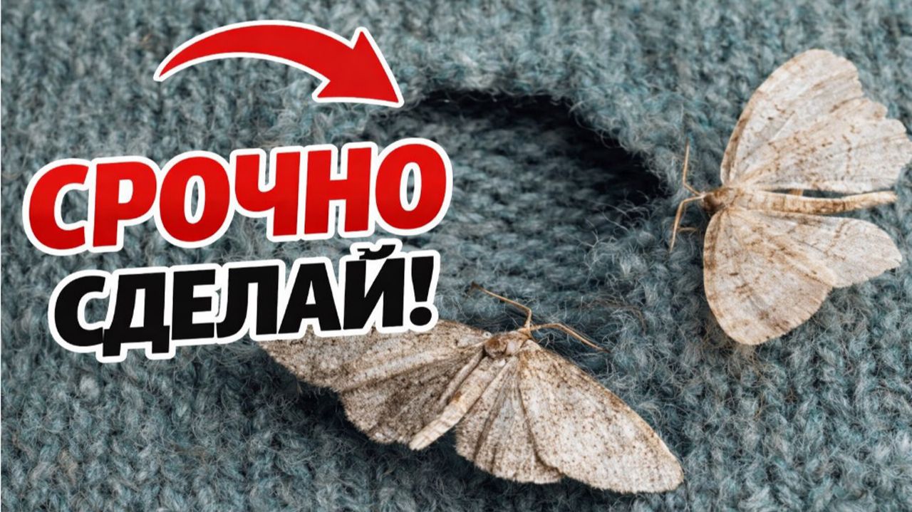 Съели все твои вещи? Сделай так и больше проблем не будет смотреть онлайн