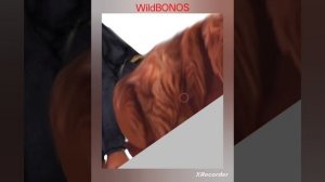 WildCraft делаю арт для своей др подписчицы