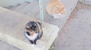 Разговорчивые уличные котики🐈🐈