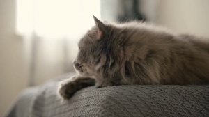 Ленивая кото-песня