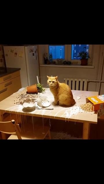 Ужин хотел приготовить коты домашниелюбимцы
