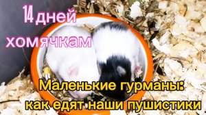 14 дней хомячкам. Маленькие гурманы: как едят наши пушистики. #хомяки #hamster