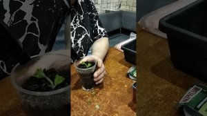 черенкование гортензии