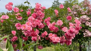 Июль в Саду 21 июля 2025 часть 4