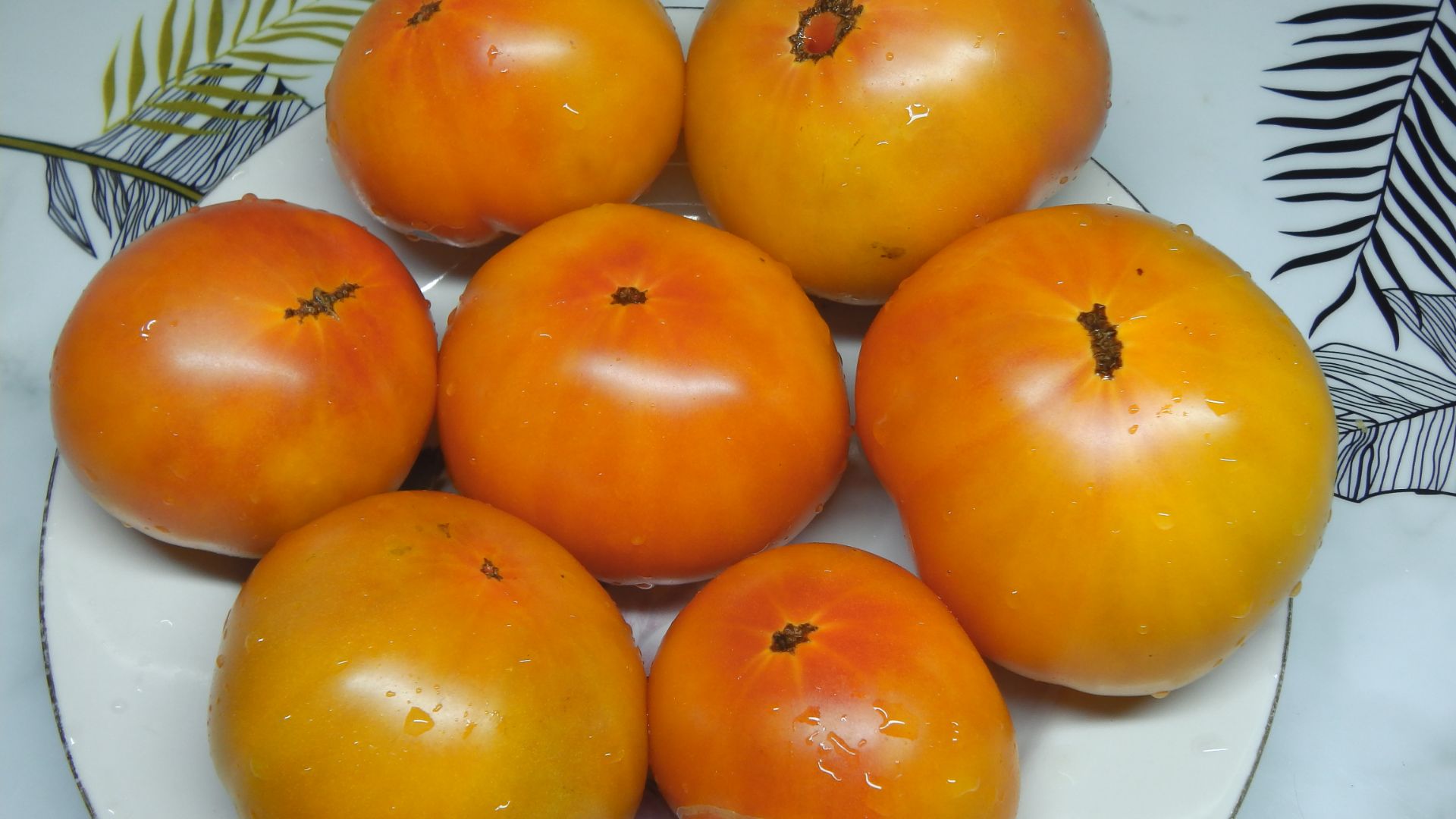 ЧЕТЫРЕ ВЫСОКОУРОЖАЙНЫХ  ТОМАТНЫХ ГНОМОВ ДЛЯ ОТКРЫТОГО ГРУНТА смотреть онлайн