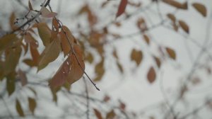 Трейлер "Философия цвета"