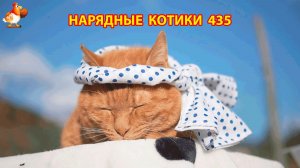 Нарядные Котики расслабляются на солнышке 🌞 🐈🐈🐈 (435)