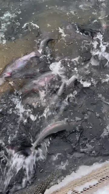 Запуск форели смотреть онлайн