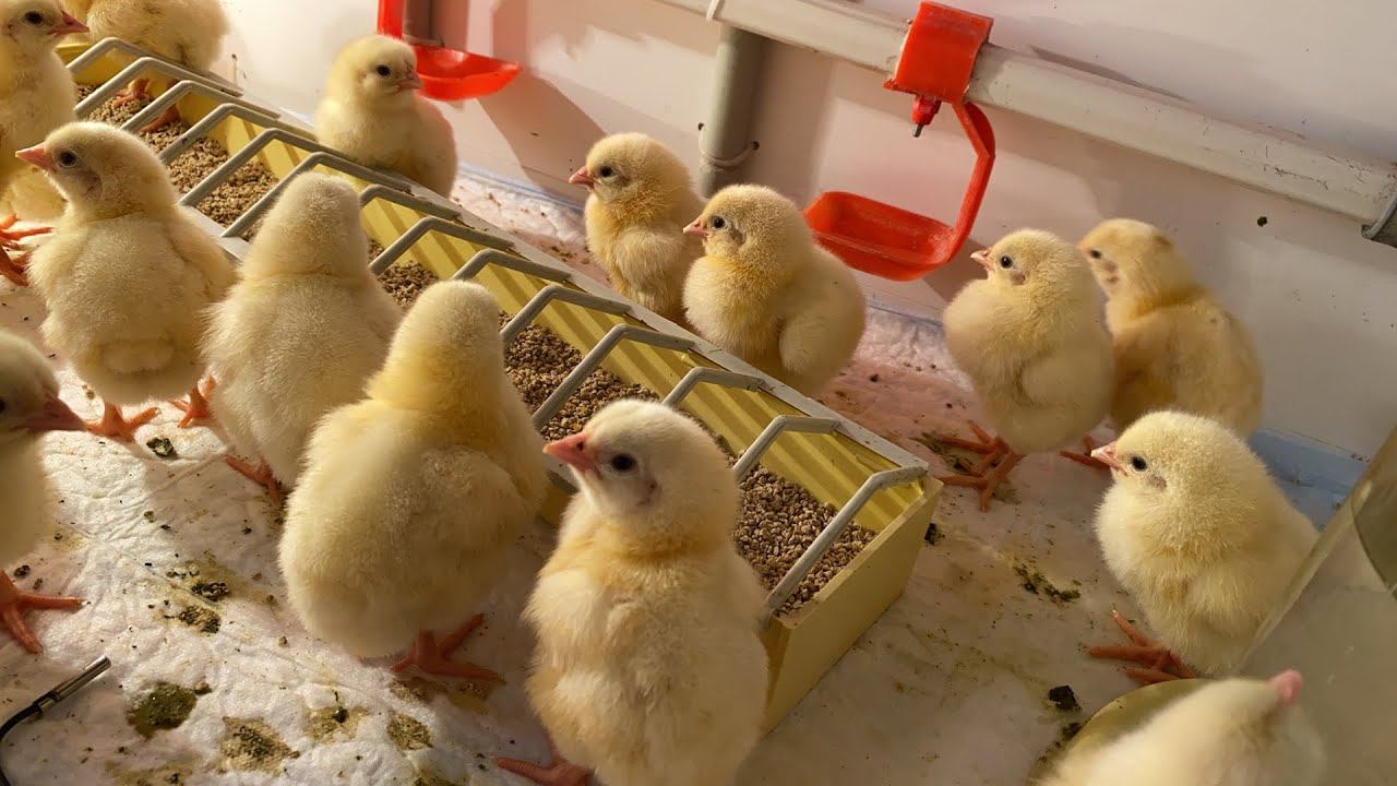 СЕЗОН 2021 Бройлерам ещё нет суток