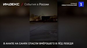 В Анапе на санях спасли вмёрзшего в лёд лебедя