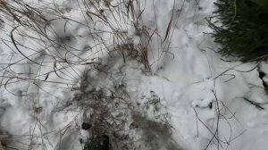 Прогулка в зимний лес.