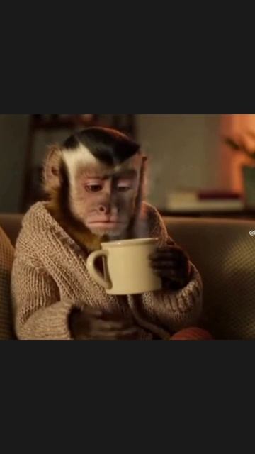 смешныемартышки мартышкивсмешках мартышкиигры животныедрузья