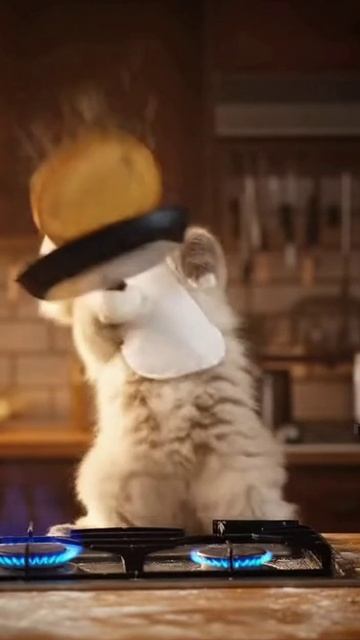 Котошеф смотреть онлайн