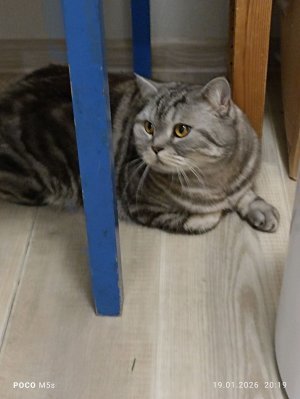 стрим до 40 подпищеков