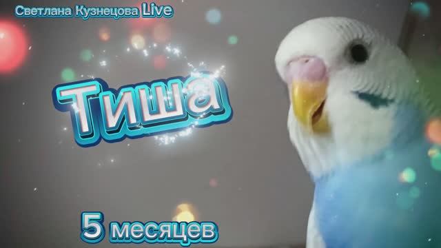 Попугайчику Тише 5 месяцев. смотреть онлайн