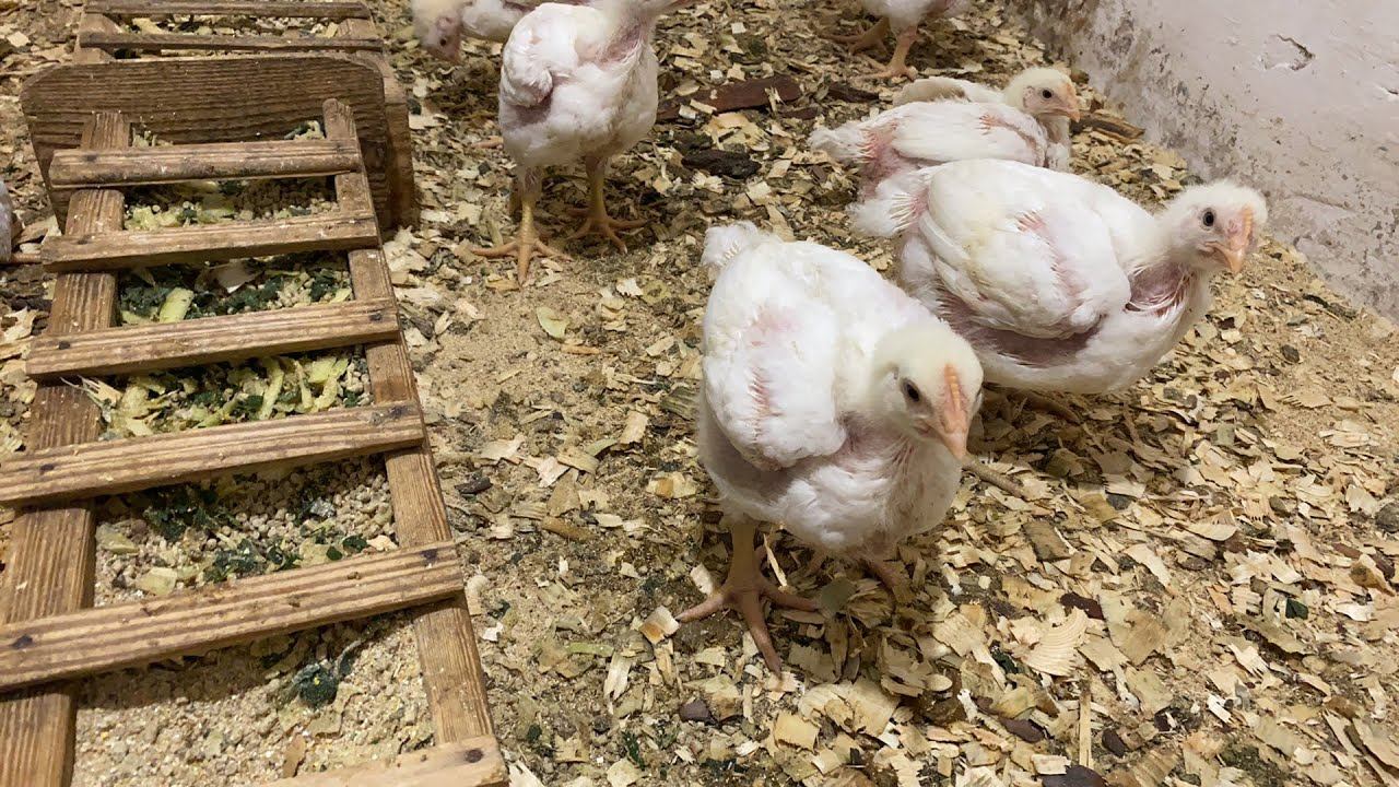 Прямой эфир контрольное взвешивание 24 дня