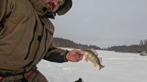 Как искать окуня зимой? Можайское водохранилище