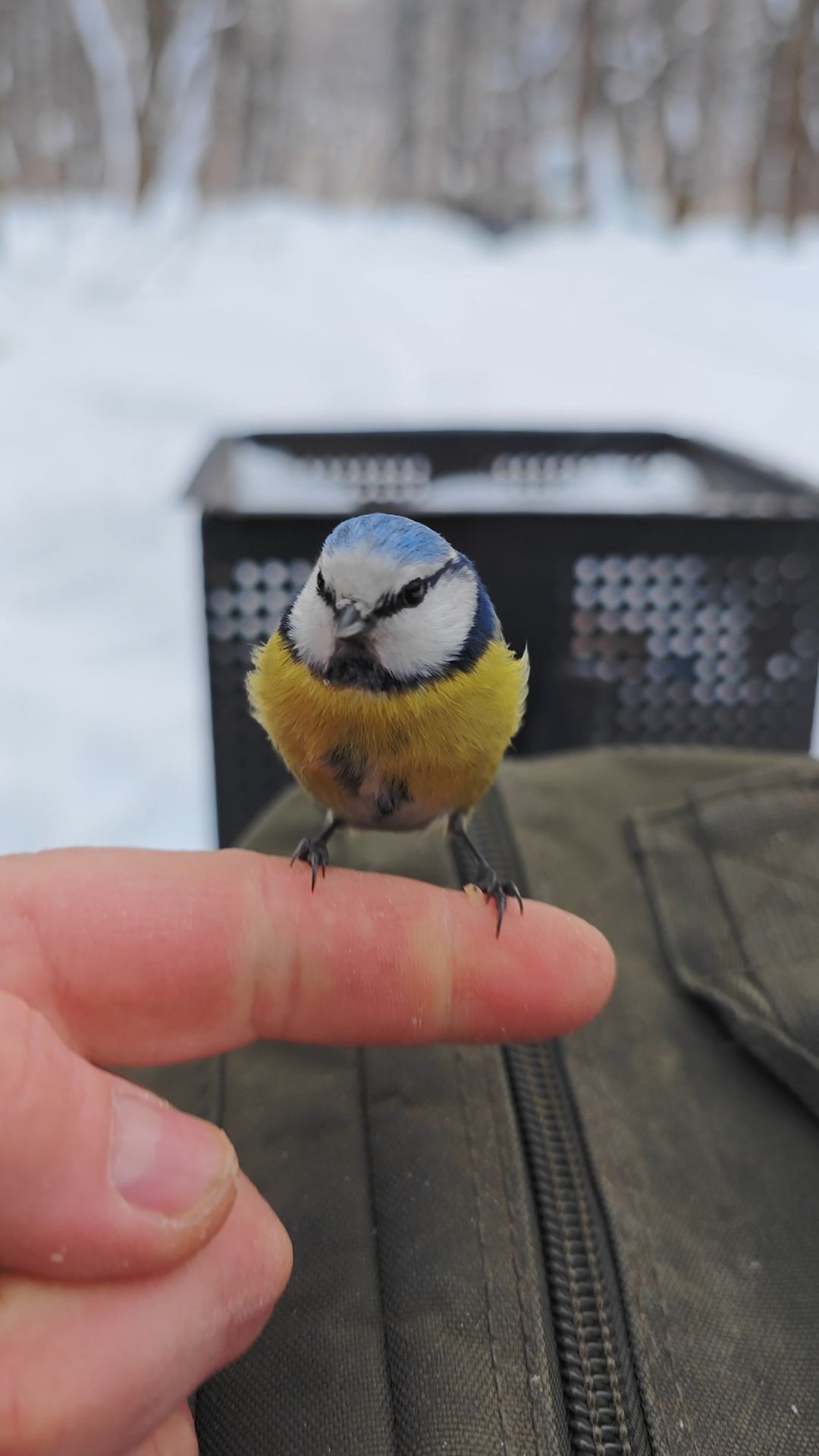 Орешек для синицы смотреть онлайн