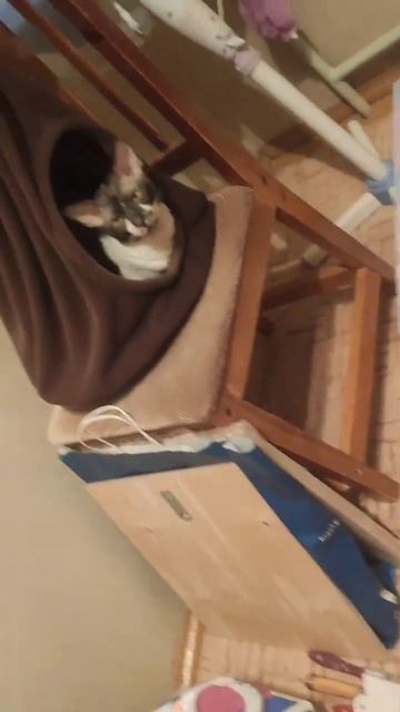 🐈 смотреть онлайн