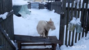 Моя интеллигентная коза