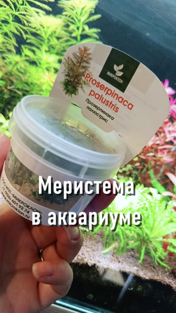 Посадка меристемных растений в аквариум смотреть онлайн