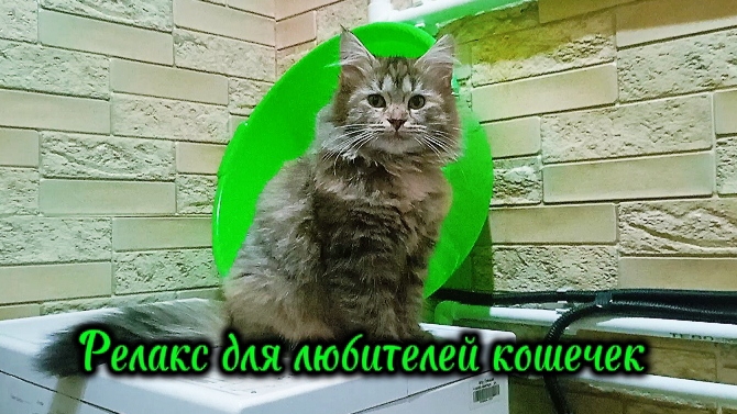 Релакс для любителей кошек: вальс «Грустный котёнок» смотреть онлайн