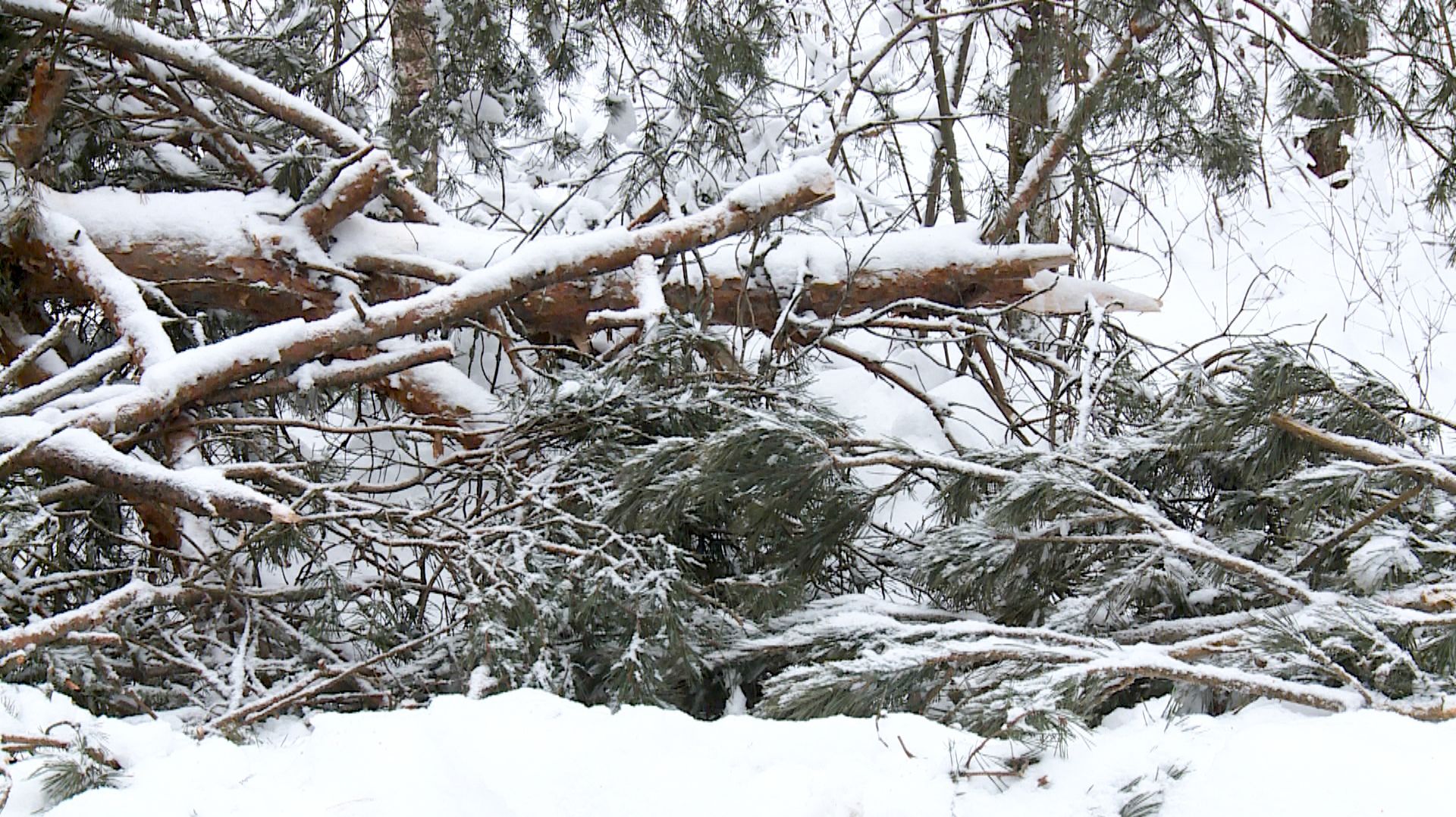Уроки снегопада: как в Клепиковском округе справлялись с последствиями непогоды смотреть онлайн