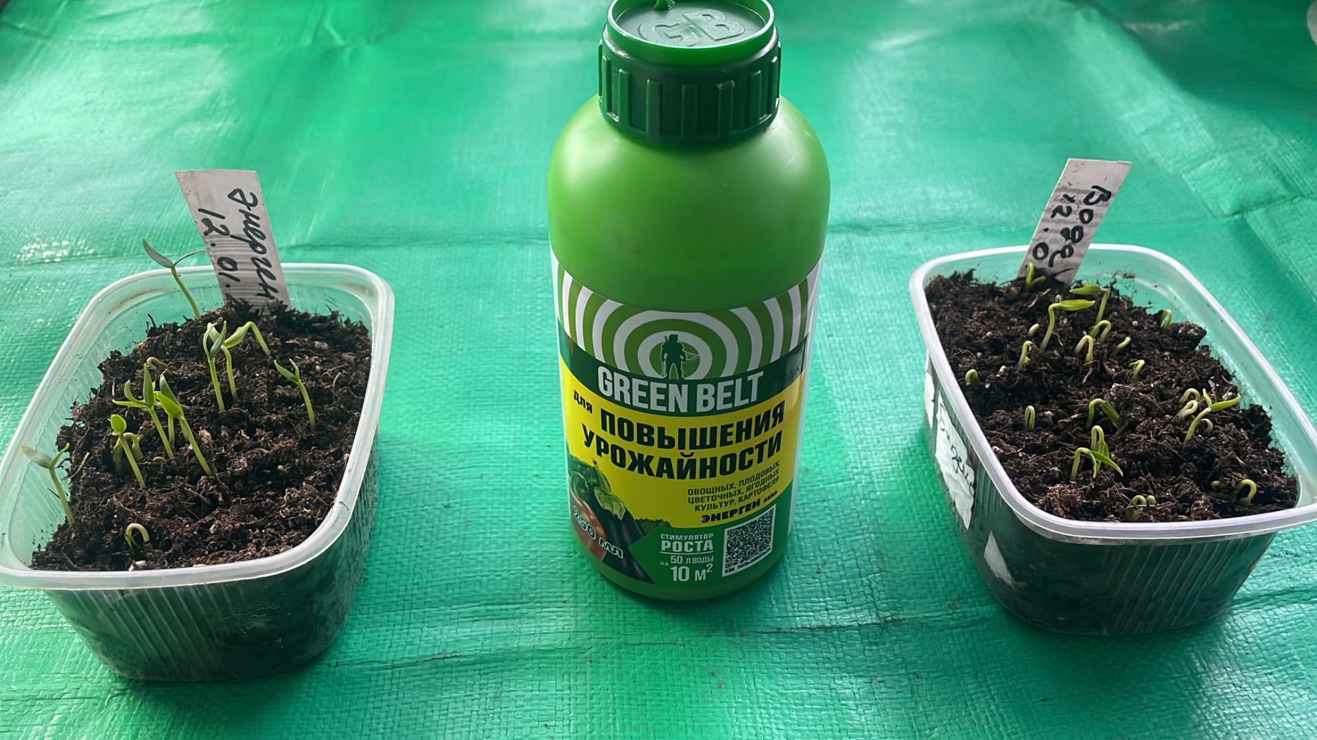 Тестирую стимулятор роста Энерген Аква, он реально работает! смотреть онлайн