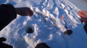 Река Западная Двина(Даугава)Рыбалка в Витебской области.