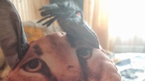 20-01-2026 шлепа истории