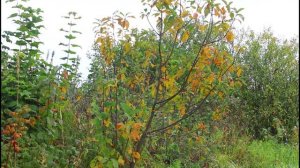 Природа в Рязанской области.20.09.2025.