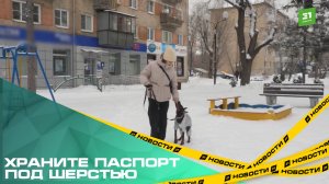 Храните паспорт под шерстью. С января владельцы собак в регионе обязаны чипировать питомцев