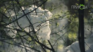 Снег в апреле_1