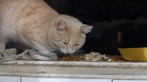 Абрикосик Кокосик