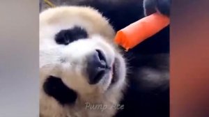 Животные приколы и не только😅