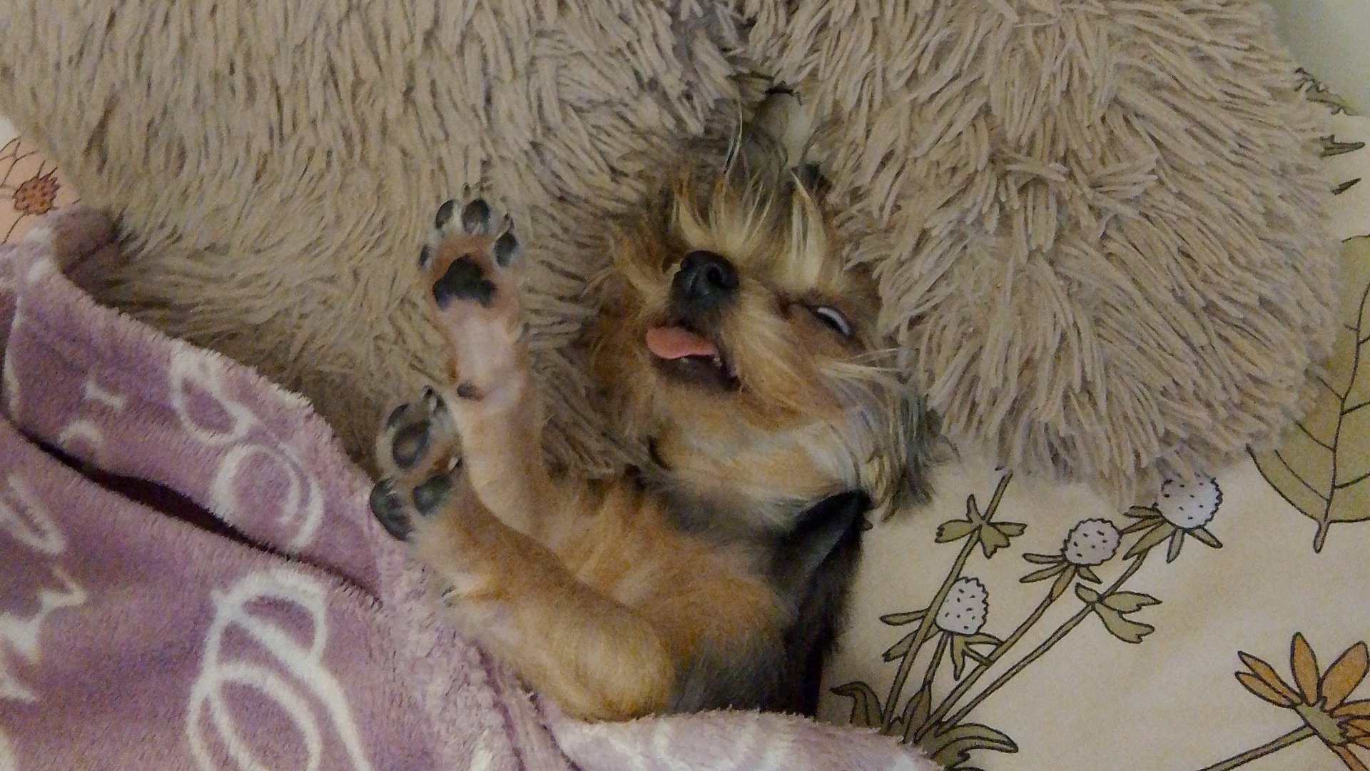 моя собако до стрижки и после стрижки смотреть онлайн