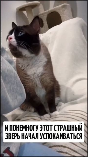 Девушка из приюта забрала кота 💕 .mp4 смотреть онлайн