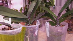 По горшкам и орхидеям в них. Есть результаты. Плюсы, минусы существенные и нет.