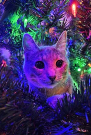 заходите я с вами обустраиваю дом в Тока Бока и общаюсь