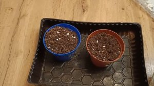 Посадка мускари в январе в домашних условиях