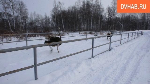 Как зимуют страусы на ферме под Комсомольском, узнал DvHab.ru смотреть онлайн