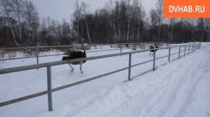 Как зимуют страусы на ферме под Комсомольском, узнал DvHab.ru