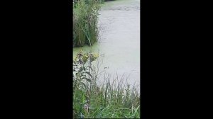 осенн охота 19.08.25 гром