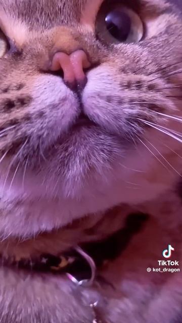 1168.mp4 смотреть онлайн