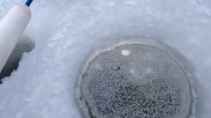 Рыбалка на поплавок 19 января 2026 г.на диком лесном озере!Эти лапти не лезут в лунку!ЗИМНЯЯ РЫБАЛКА