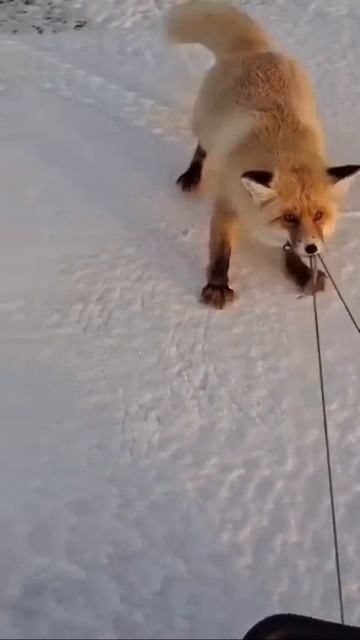 Лиса Алиса украла всю рыбу смотреть онлайн