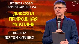 ДИКАЯ И ПРИРОДНАЯ МАСЛИНЫ