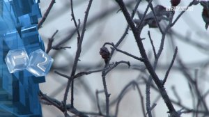 В Кузбассе на предстоящей рабочей неделе ожидается спад аномально-низких температур